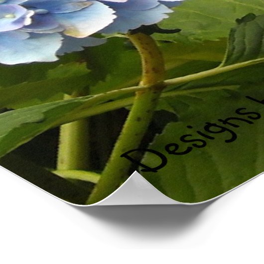 Poster Nuances de Blue Hydrangeas (Coin)