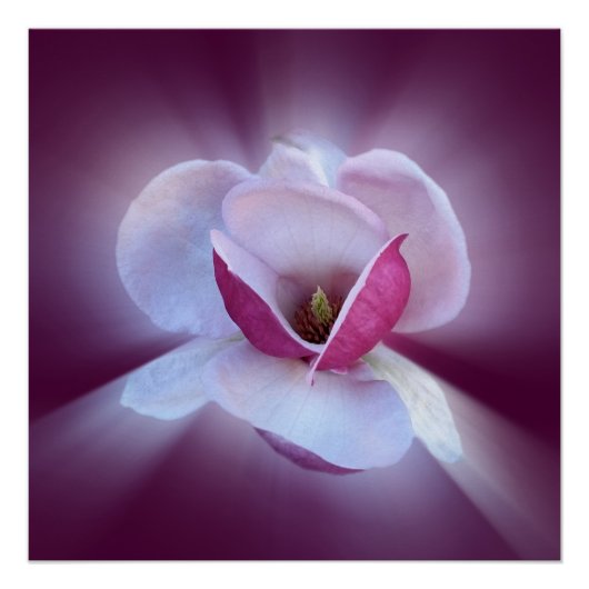 Poster nuances de magnolia rose (Devant)