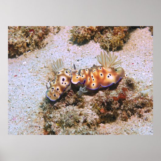 Poster Nudi Pair (Devant)