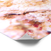 Poster Nudibranche (Coin)