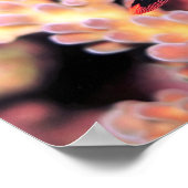 Poster Nudibranche Descendre (Coin)