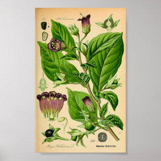 Poster Nuisance morte (Atropa belladonna) Imprimer