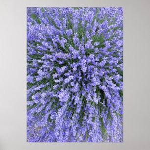 Poster Nuit Salvia de mai
