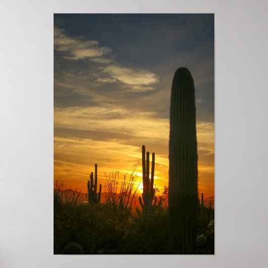 Poster Nuits désertiques (Devant)