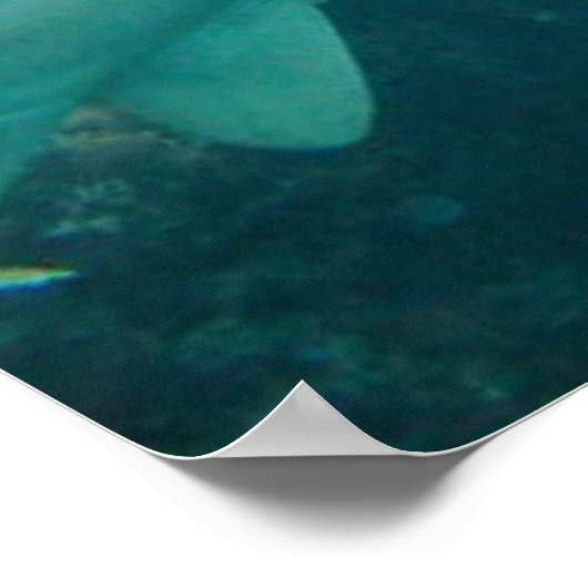 Poster Nurse Shark (Coin)