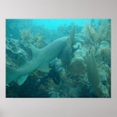 Poster Nurse Shark (Devant)
