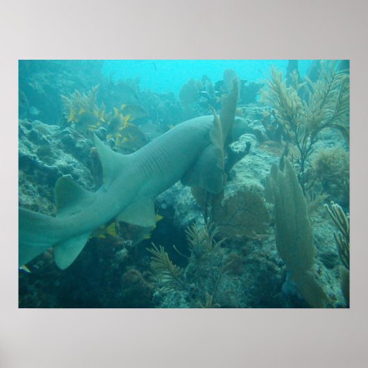 Poster Nurse Shark (Devant)
