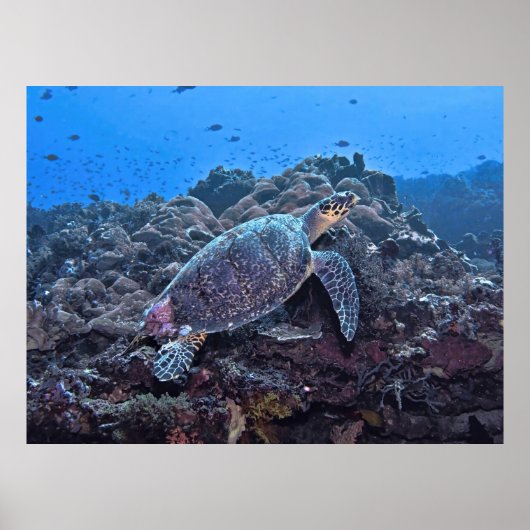 Poster Nusa Lembongan Hawksbill (Devant)