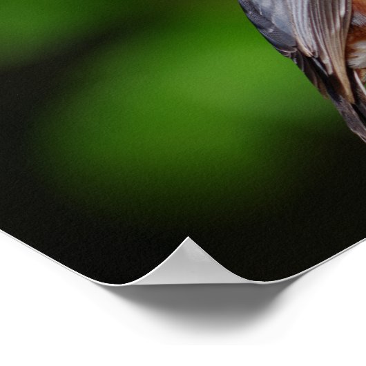 Poster Nuthatch (Coin)