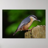 Poster Nuthatch (Devant)