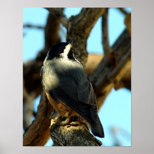 Poster Nuthatch 10/28/07 (Devant)