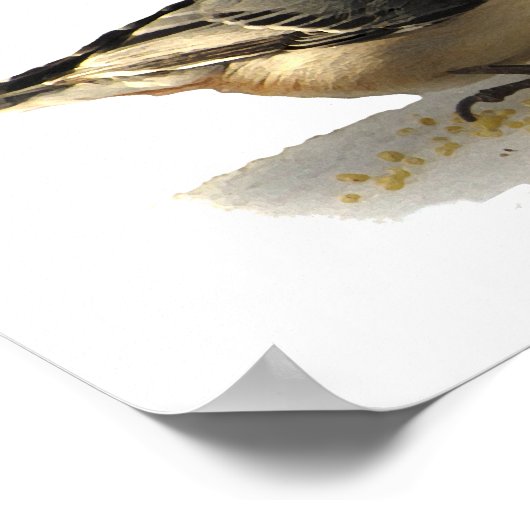 Poster Nuthatch à poitrine blanche (Coin)