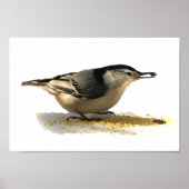 Poster Nuthatch à poitrine blanche (Devant)