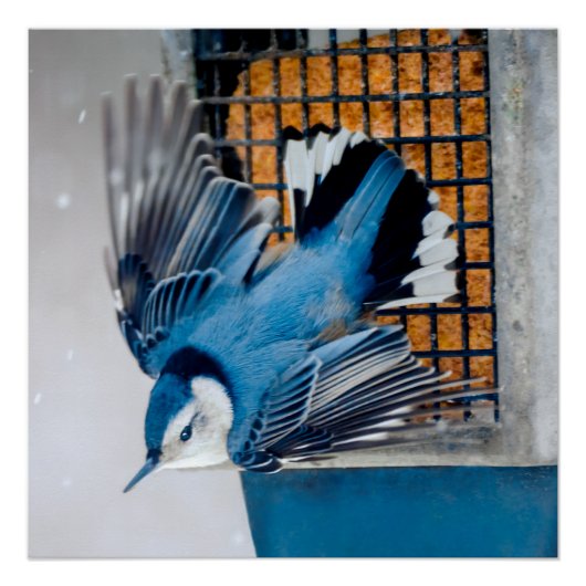 Poster Nuthatch à poitrine blanche en neige - Photo origi (Devant)