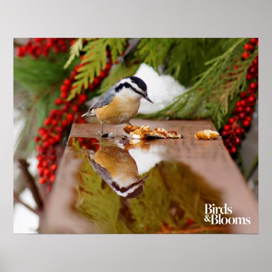 Poster Nuthatch à poitrine rouge (Devant)