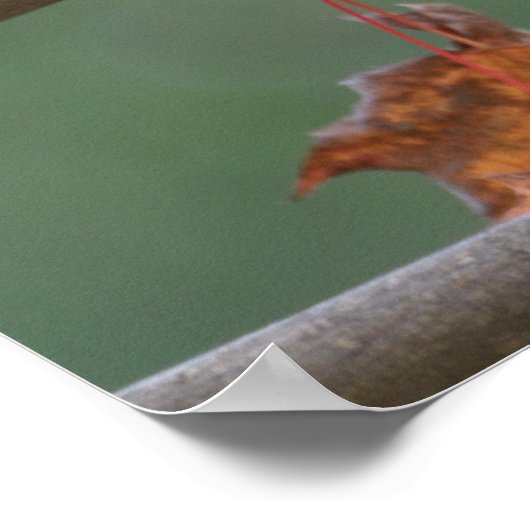 Poster Nuthatch collage (Coin)