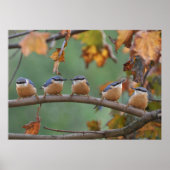 Poster Nuthatch collage (Devant)