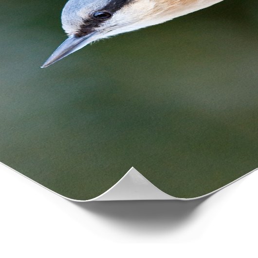Poster Nuthatch sur le chargeur (Coin)