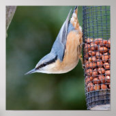 Poster Nuthatch sur le chargeur (Devant)