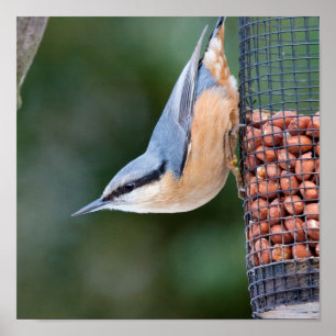 Poster Nuthatch sur le chargeur