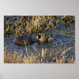 Poster Nutria dans l'eau