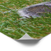 Poster Nutty Squirrel (Coin)