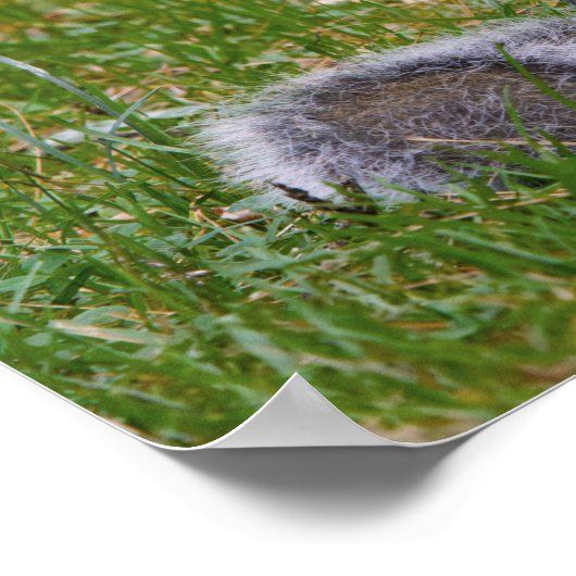 Poster Nutty Squirrel (Coin)