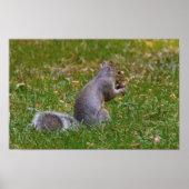 Poster Nutty Squirrel (Devant)