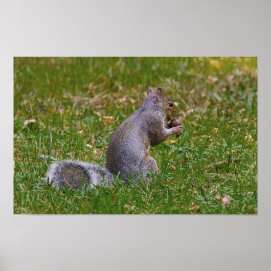 Poster Nutty Squirrel (Devant)