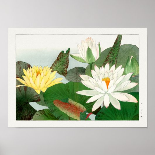 Poster Nymphaea lotus (Devant)
