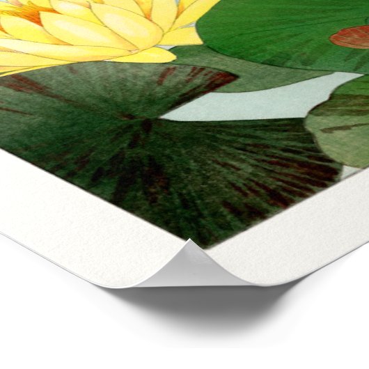 Poster Nymphaea lotus (Coin)