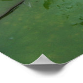 Poster Nymphaea tetragona (Coin)