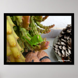 Poster Nymphe de criquet égyptien sur une plante de cactu