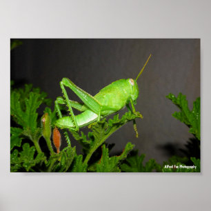 Poster Nymphe de criquet égyptien sur une plante de citro