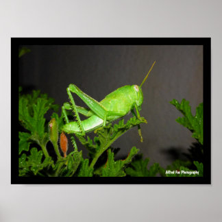 Poster Nymphe de criquet égyptien sur une plante de citro