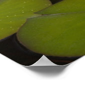 Poster Nymphéas en fleurs (Coin)