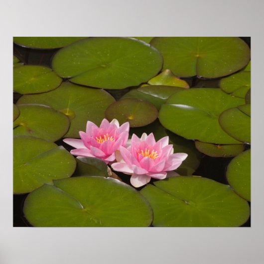 Poster Nymphéas en fleurs (Devant)