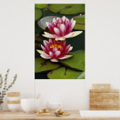 Poster Nymphéas hybrides (Cuisine)