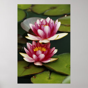Poster Nymphéas hybrides