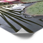 Poster Nymphéas roses et reflets Photographie (Coin)