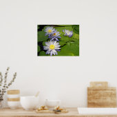 Poster nymphène (Cuisine)