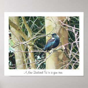 Poster NZ Tui dans un gommier