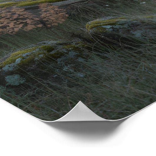 Poster Oak Gateway (Coin)