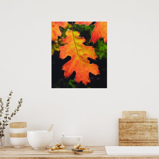 Poster Oak Leaf dans Six Rivers National Forrest (Cuisine)