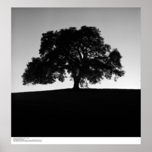 Poster Oak Tree près de Père Noël Cruz, janvier 1963