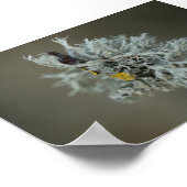 Poster Oakmoss Lichen (Coin)