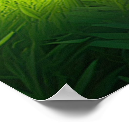 Poster Oasis de bambou, découverte du printemps caché (Coin)