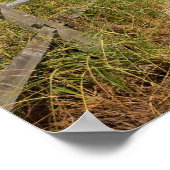 Poster Oats de mer (Uniola paniculata) poussant par la pl (Coin)