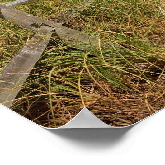 Poster Oats de mer (Uniola paniculata) poussant par la pl (Coin)