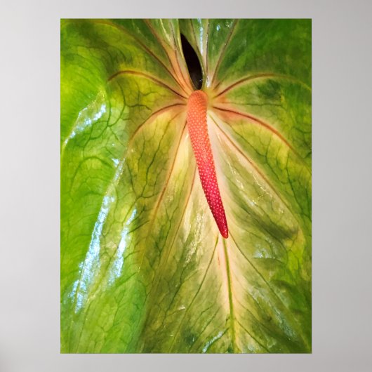 Poster Obake Anthurium (Devant)